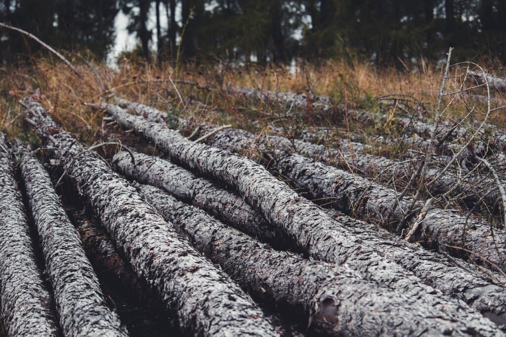 logs, trees, wood pile-5671375.jpg